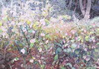 枯れ合う | 2026 | 1120×1620mm (P100) | oil on canvas
